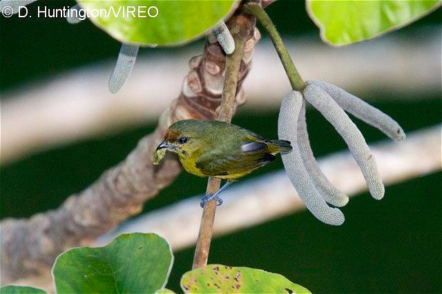 Fulvous-vented Euphonia h12-2-064.jpg